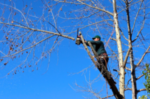 tree removal service