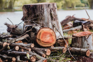 tree remocval