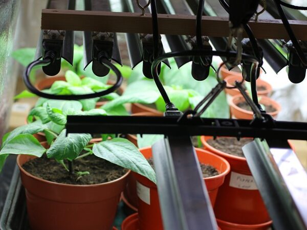 grow