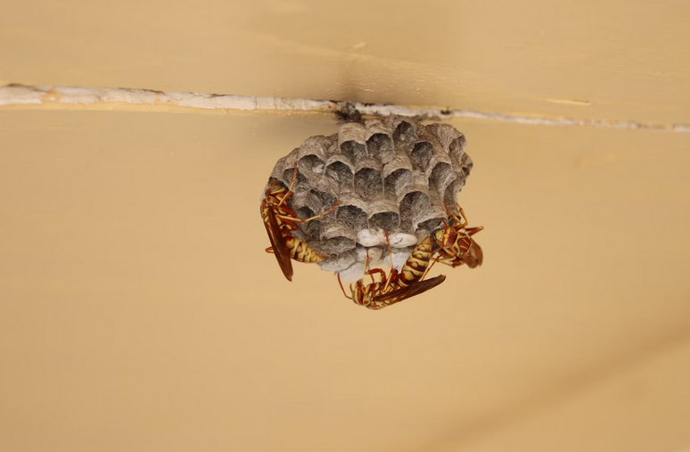 wasps